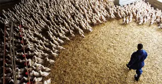 বার্ড ফ্লুর প্রাদুর্ভাবে বিপাকে ফ্রান্স; মারা যাচ্ছে পরিযায়ী পাখি